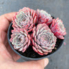 Echeveria pinwheel 'Tuxpan'