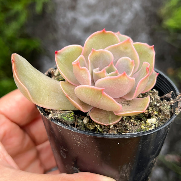 xanthe rose succulent Echeveria Kisses – LET LOVE GROW (Succulent & Cactus)