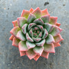 Echeveria peacockii x setosa var. secunda