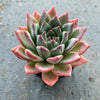 Echeveria peacockii x setosa var. secunda