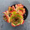 Echeveria 'Puli-lindsayana'