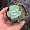 Echeveria Pulidonis x Laulindsayana (aka. Echeveria 'Suryeon')