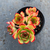 Echeveria 'Puli-lindsayana'