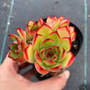Echeveria 'Puli-lindsayana'