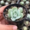 Echeveria Pulidonis x Laulindsayana (aka. Echeveria 'Suryeon')