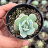 Echeveria Pulidonis x Laulindsayana (aka. Echeveria 'Suryeon')