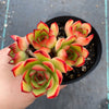 Echeveria 'Puli-lindsayana'