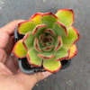 Echeveria 'Puli-lindsayana'
