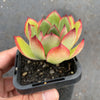Echeveria 'Puli-lindsayana'