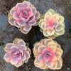 Echeveria Rainbow West