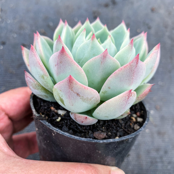 tippy pink succulent Echeveria 'Elation' ( aka. Ech. Tippy) – LET LOVE GROW (Succulent & Cactus)
