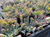 Echeveria 'Trumpet Pinky'