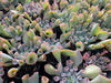 Echeveria 'Trumpet Pinky'