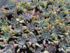 Echeveria 'Trumpet Pinky'