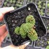 Monanthes Polyphylla