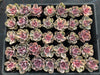 Echeveria Rainbow West