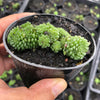 Monanthes Polyphylla