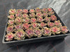 Echeveria Rainbow West