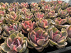 Echeveria Rainbow West
