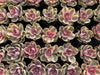 Echeveria Rainbow West