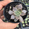 Echeveria 'Linda Jean' aka 'Rob Roy'