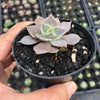 Echeveria 'Linda Jean' aka 'Rob Roy'