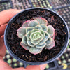 Echeveria 'Onslow' (aka. Ech. Michella)