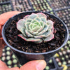 Echeveria 'Onslow' (aka. Ech. Michella)