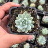 Echeveria White Line