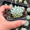 Echeveria White Line