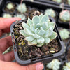 Echeveria White Line