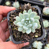 Echeveria White Line