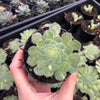 Aeonium tabuliforme f. variegata (variegated plant)