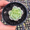 Echeveria 'Onslow' (aka. Ech. Michella)