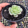 Echeveria 'Onslow' (aka. Ech. Michella)