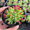 Crassula pubescens