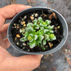 Crassula 'Fernwood' (has mark)(5H)