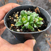 Crassula 'Fernwood' (has mark)(5H)