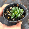 Crassula 'Fernwood' (has mark)(5H)