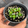 Crassula 'Fernwood' (has mark)(5H)