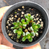 Crassula 'Fernwood' (has mark)(5H)