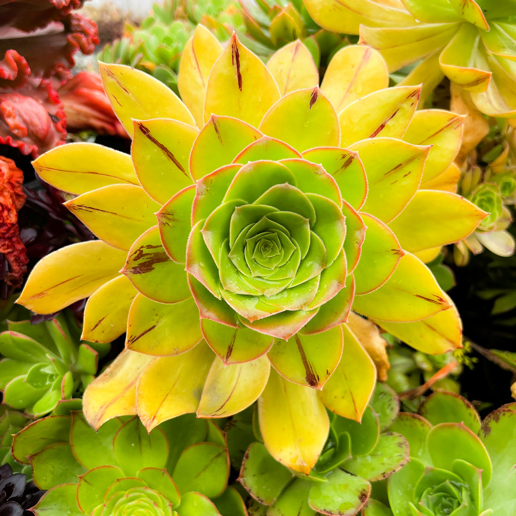 Aeonium x Campbells Cove (1 x CUTTING)