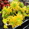 Aeonium x Campbells Cove (1 x CUTTING)
