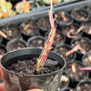 Senecio stapeliaeformis v. minor (RED FLOWER)