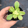 Echeveria 'Candy' (1 x CUTTING)