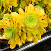 Aeonium x Campbells Cove (1 x CUTTING)
