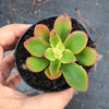 Echeveria 'Candy' (1 x CUTTING)