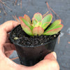 Echeveria 'Candy' (1 x CUTTING)