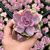 Echeveria Rainbow West