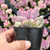 Echeveria Rainbow West